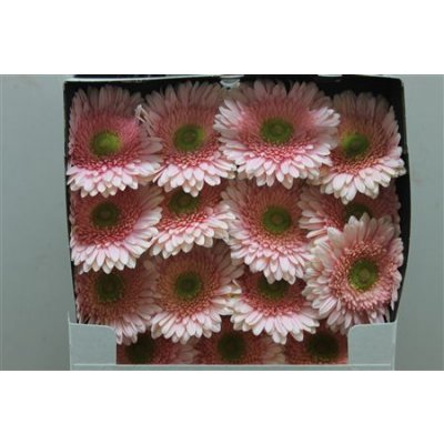 Gerbera Gr Diamond Romella