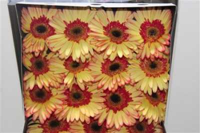 Gerbera Gr Diamond Salut