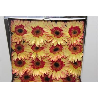Gerbera Gr Diamond Salut