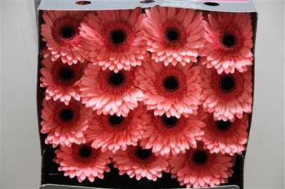 Gerbera Gr Diamond Scala