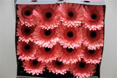 Gerbera Gr Diamond Scala