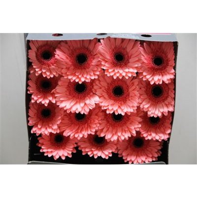 Gerbera Gr Diamond Scala