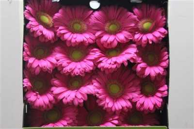 Gerbera Gr Diamond Showcase
