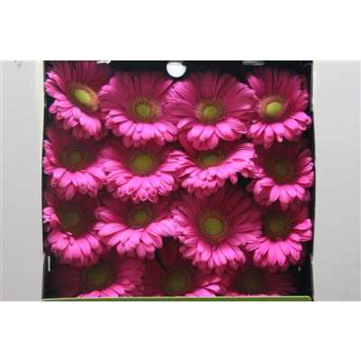 Gerbera Gr Diamond Showcase