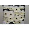 Gerbera Gr Diamond Snow King