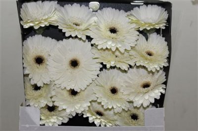 Gerbera Gr Diamond Snow King