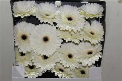 Gerbera Gr Diamond Snow King