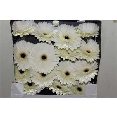 Gerbera Gr Diamond Snow King