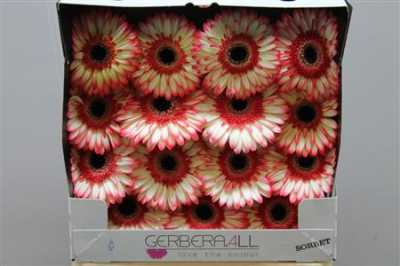 Gerbera Gr Diamond Sorbet