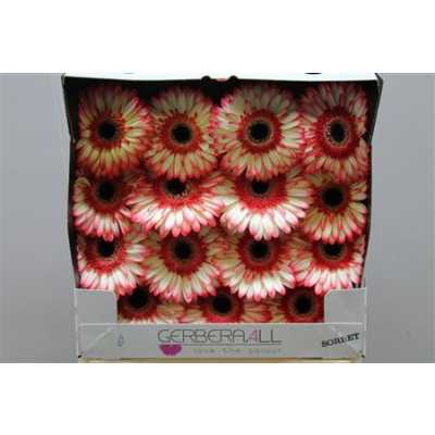 Gerbera Gr Diamond Sorbet