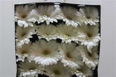 Gerbera Gr Diamond Soulmate