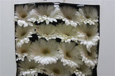 Gerbera Gr Diamond Soulmate