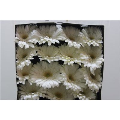 Gerbera Gr Diamond Soulmate