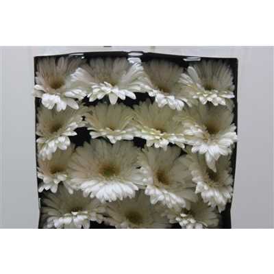Gerbera Gr Diamond Soulmate