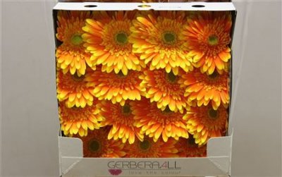 Gerbera Gr Diamond Souvenir