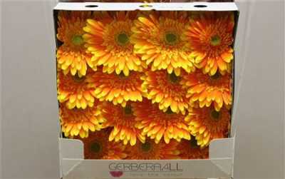 Gerbera Gr Diamond Souvenir