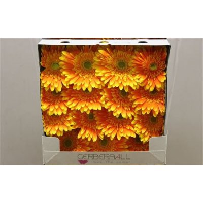 Gerbera Gr Diamond Souvenir