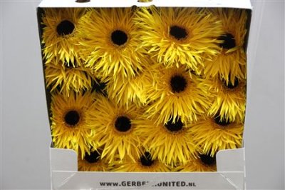 Gerbera Gr Diamond Spider Chiquita