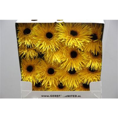 Gerbera Gr Diamond Spider Chiquita