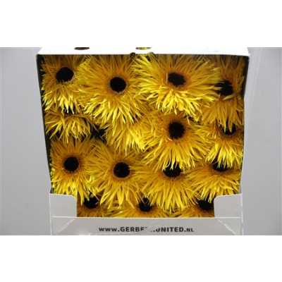 Gerbera Gr Diamond Spider Chiquita