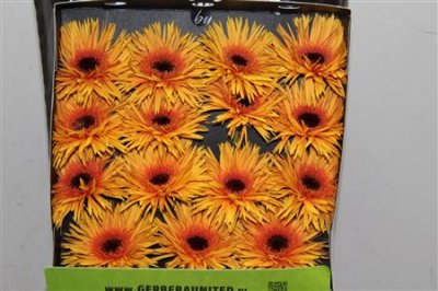 Gerbera Gr Diamond Spider Claudemir
