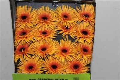Gerbera Gr Diamond Spider Claudemir