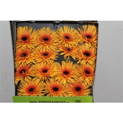 Gerbera Gr Diamond Spider Claudemir
