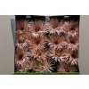Gerbera Gr Diamond Spider Cream Spring