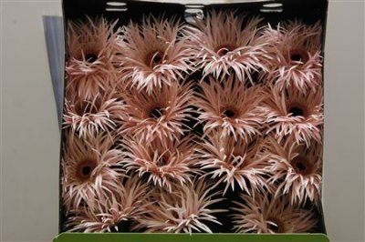 Gerbera Gr Diamond Spider Cream Spring