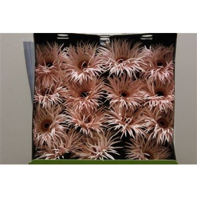 Gerbera Gr Diamond Spider Cream Spring
