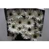 Gerbera Gr Diamond Spider Garden Ghost
