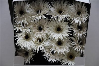 Gerbera Gr Diamond Spider Garden Ghost