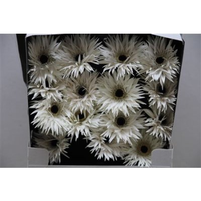 Gerbera Gr Diamond Spider Garden Ghost