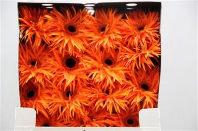 Gerbera Gr Diamond Spider Orange Spring