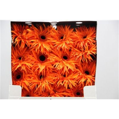 Gerbera Gr Diamond Spider Orange Spring