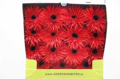 Gerbera Gr Diamond Spider Pepper Spring