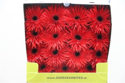 Gerbera Gr Diamond Spider Pepper Spring