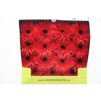 Gerbera Gr Diamond Spider Pepper Spring
