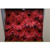 Gerbera Gr Diamond Spider Pink Spring