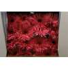 Gerbera Gr Diamond Spider Pink Spring