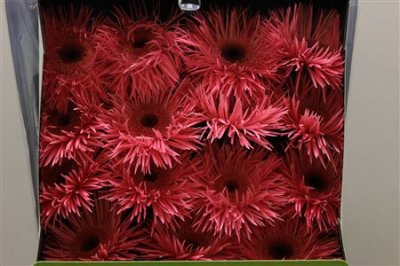 Gerbera Gr Diamond Spider Pink Spring