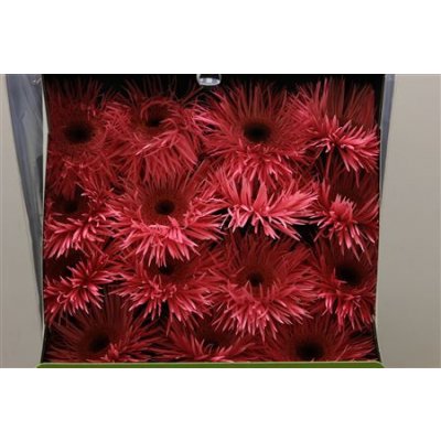 Gerbera Gr Diamond Spider Pink Spring