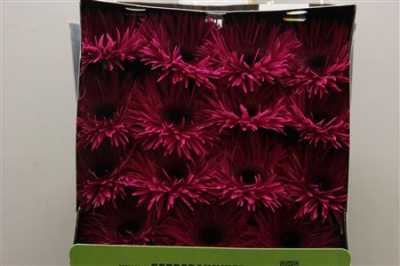Gerbera Gr Diamond Spider Renegade
