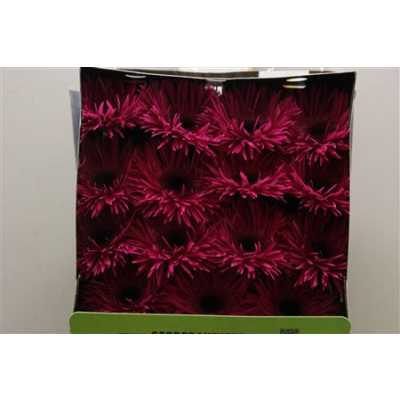 Gerbera Gr Diamond Spider Renegade