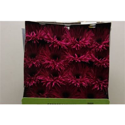 Gerbera Gr Diamond Spider Renegade