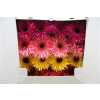 Gerbera Gr Diamond Spider Spring Mixed
