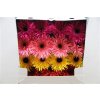 Gerbera Gr Diamond Spider Spring Mixed