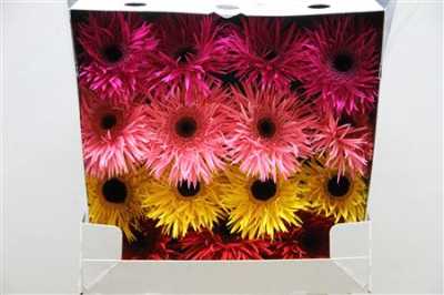 Gerbera Gr Diamond Spider Spring Mixed