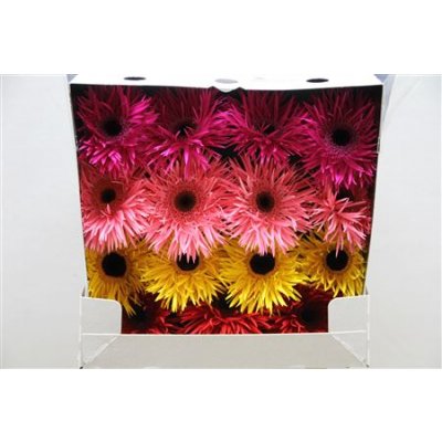 Gerbera Gr Diamond Spider Spring Mixed