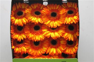 Gerbera Gr Diamond Spotlight